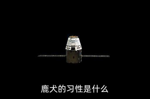 鹿犬的习性是什么