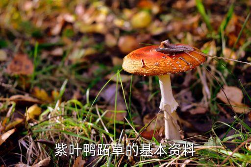 鸭趾草，竹叶兰 鸭跖草别名碧竹子翠蝴蝶淡竹叶属粉状胚乳目鸭跖