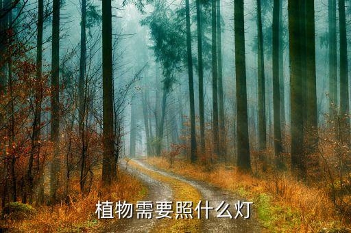 植物需要照什么灯