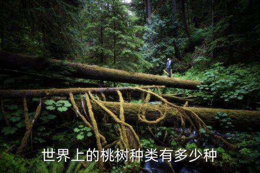 桃树品种，桃树品种咨询