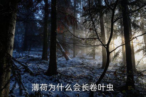 薄荷为什么会长卷叶虫