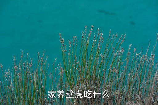 家养壁虎吃什么