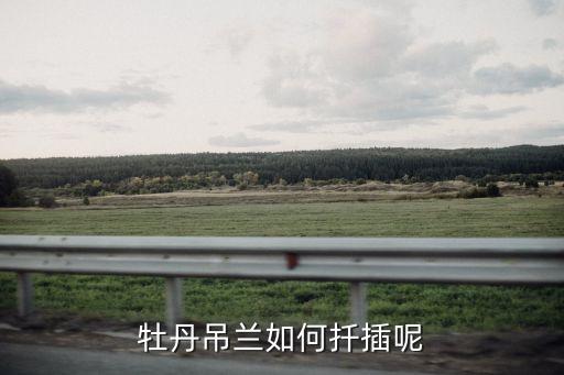 牡丹吊兰如何扦插呢