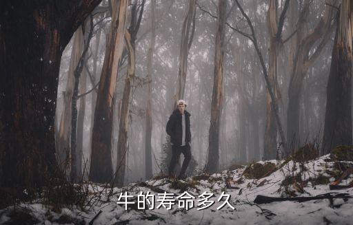 牛的寿命多久
