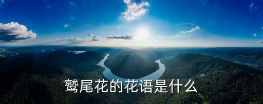 鹫尾花的花语是什么