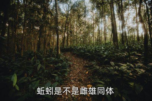 蚯蚓是不是雌雄同体