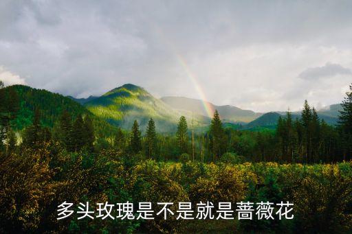 多头玫瑰，多头玫瑰是不是就是蔷薇花