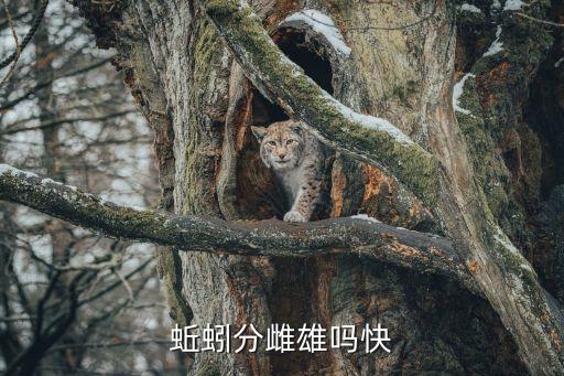 蚯蚓分雌雄吗快