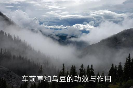 车前草有什么用，车前子的作用与功效