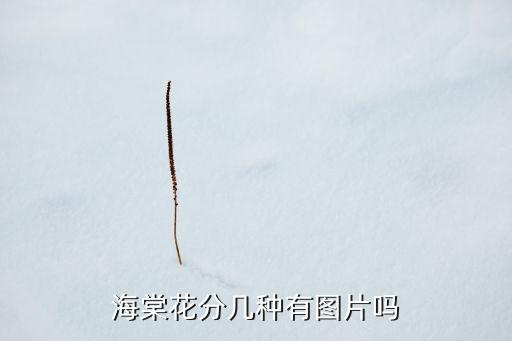 秋海棠图片大全，海棠花分几种有图片吗