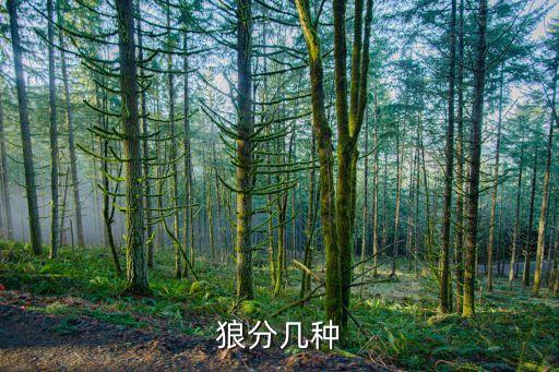 狼的种类，狼有几个种类
