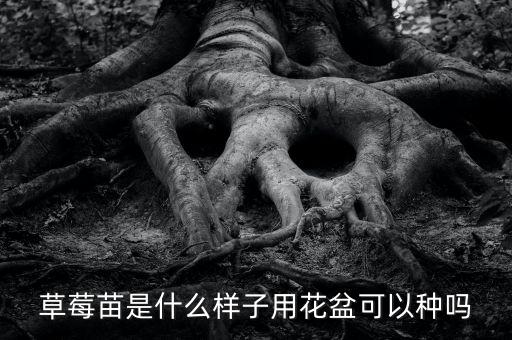 草莓苗是什么样子用花盆可以种吗