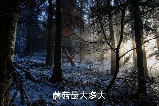 蘑菇最大多大
