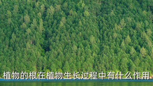 植物的根在植物生长过程中有什么作用