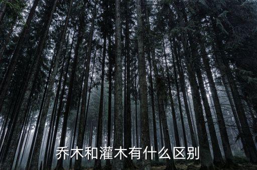 乔木和灌木有什么区别