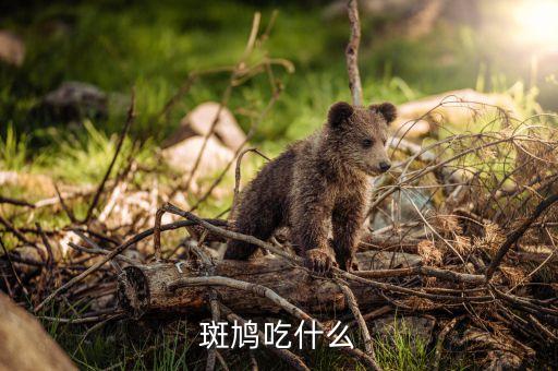 斑鸠喜欢吃什么，哪位朋友知道斑鸠喜欢吃什么吗
