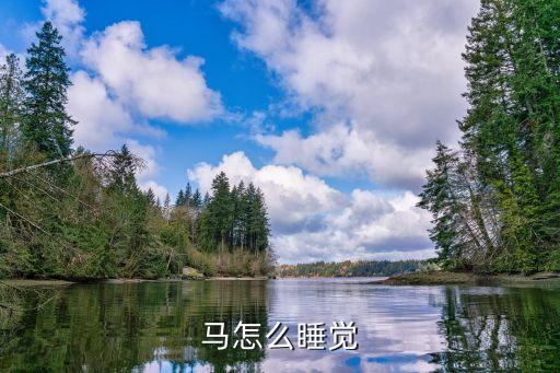 马怎么睡觉