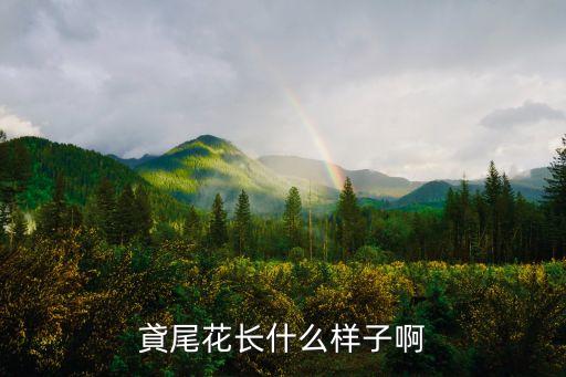 貣尾花长什么样子啊