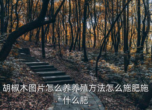 胡椒木图片怎么养养殖方法怎么施肥施什么肥