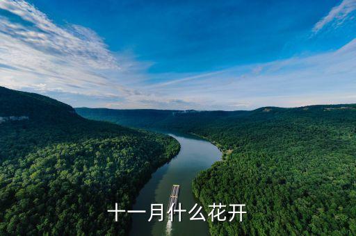 十一月开什么花，十一月什么花开