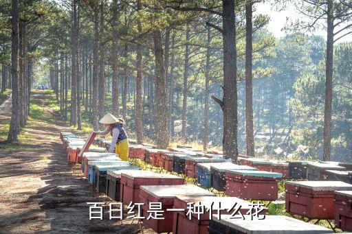 百日红是一种什么花
