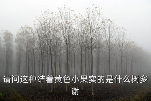 请问这种结着黄色小果实的是什么树多谢