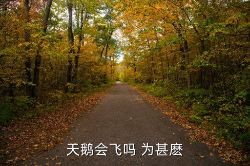 天鹅会飞吗 为甚麽