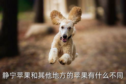 静宁苹果和其他地方的苹果有什么不同