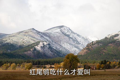 红尾鸲，红尾鸲吃什么才爱叫