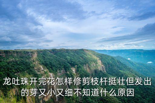 龙吐珠图片，南拳妈妈的资料及图片