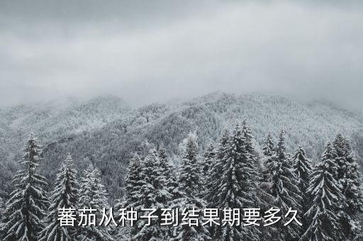番茄生长周期，温室大棚西红柿的生长期是多少天