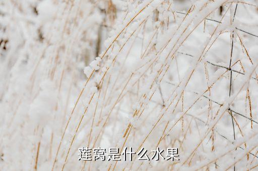 莲窝是什么水果