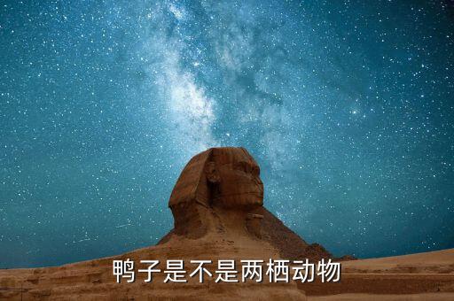 鸭子是不是两栖动物