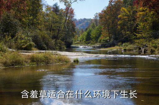 含羞草适合在什么环境下生长