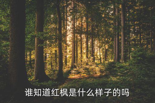 什么样的枫树，什么的青枫树