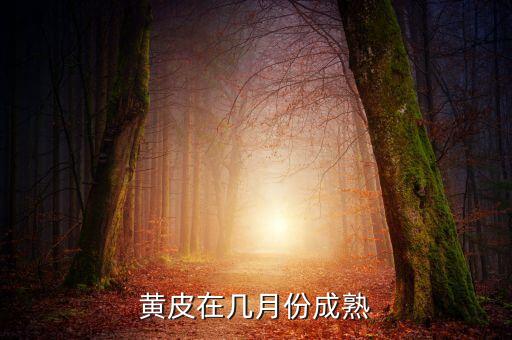黄皮什么时候成熟，黄皮在几月份成熟