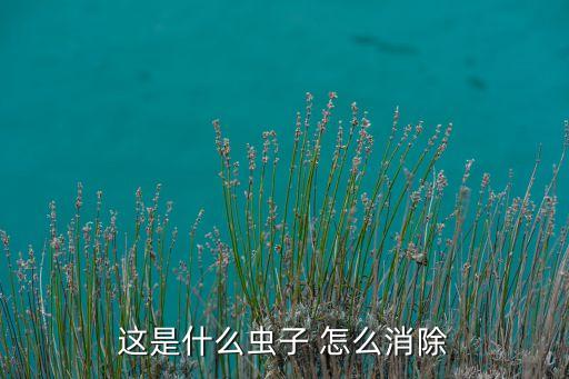 这是什么虫子 怎么消除