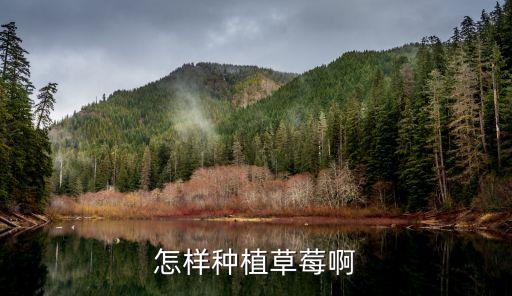 如何种植草莓，草莓是怎么养的