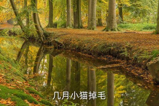 猫一般在几月份掉毛，猫从几月份开始掉毛三岁白猫