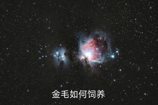 金毛幼犬怎么喂养，怎么喂养金毛犬