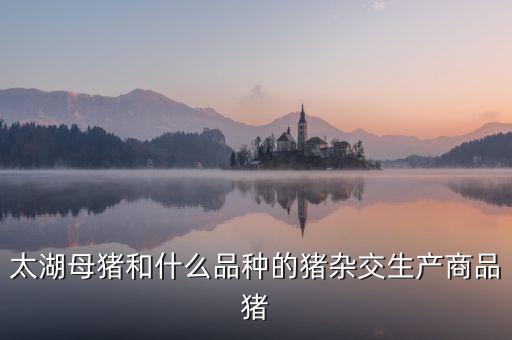 太湖母猪，太湖母猪和二元母猪各各好处