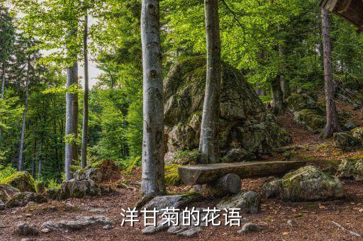 洋甘菊的花语，罗马洋甘菊的花语