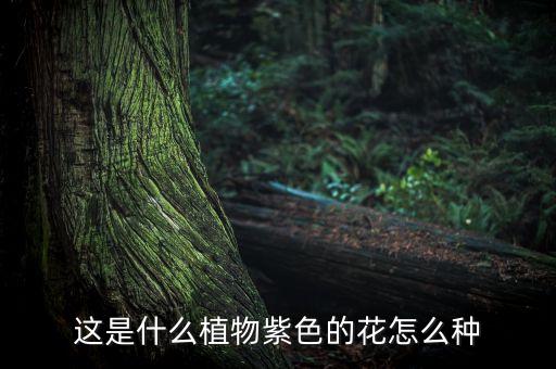 剪刀草，这是什么植物紫色的花怎么种