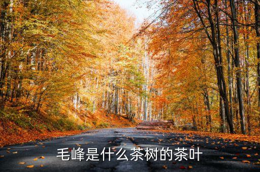 毛峰是什么茶树的茶叶
