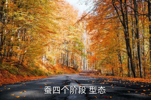 蚕宝宝的生长过程图片，蚕四个阶段的形态图