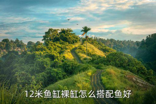 裸缸养什么鱼好看，12米鱼缸裸缸怎么搭配鱼好