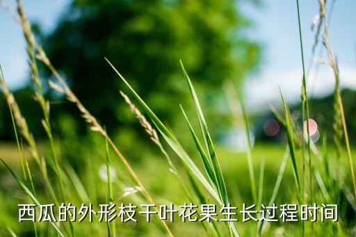 西瓜的外形枝干叶花果生长过程时间