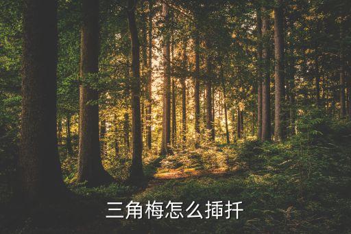 三角梅怎么揷扦