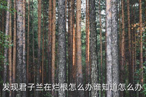 发现君子兰在烂根怎么办谁知道怎么办