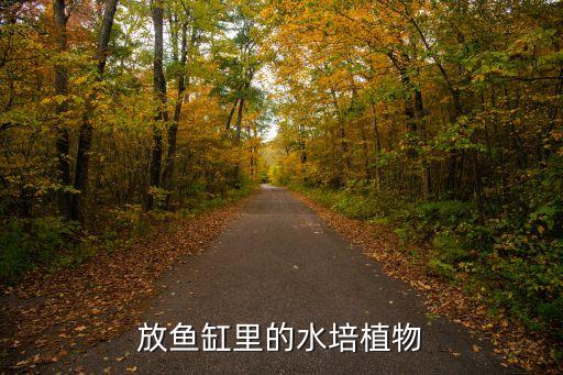 放鱼缸里的水培植物